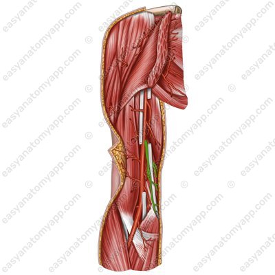 Верхняя локтевая коллатеральная артерия (arteria collateralis ulnaris superior)